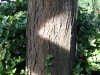 Tree Trunk